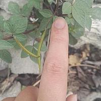 皱子鸟足菜