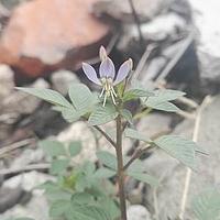 皱子鸟足菜