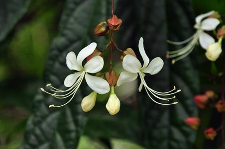 垂茉莉