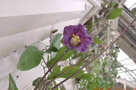 电灯花属