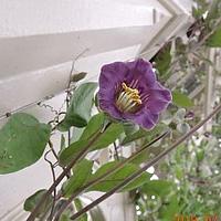 电灯花属