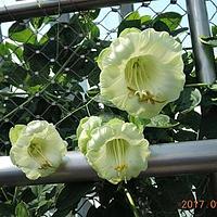 电灯花属