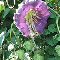 电灯花属