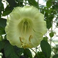 电灯花属
