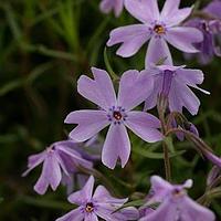 花荵科
