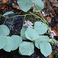 高山旋花豆