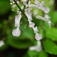 肉叶鞘蕊花