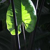 野芋