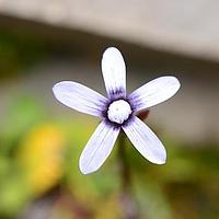 喉毛花属