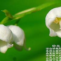 铃兰