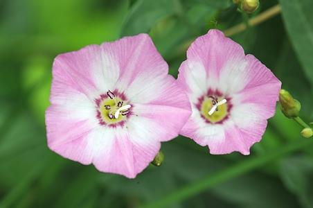 田旋花