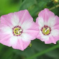 田旋花