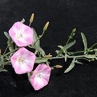 田旋花