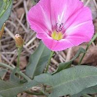 田旋花