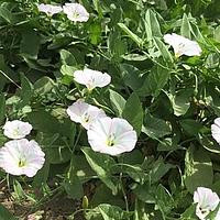 田旋花
