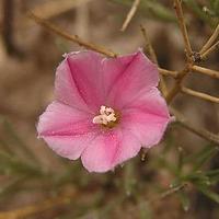 刺旋花