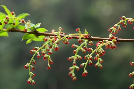 马桑属