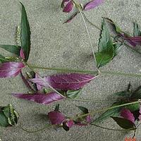柳叶牛膝