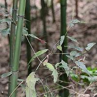 柳叶牛膝