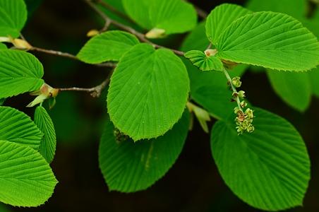 桤叶蜡瓣花