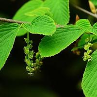 桤叶蜡瓣花