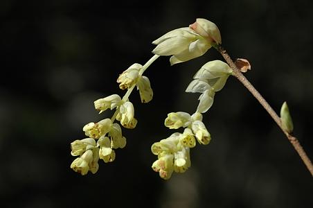 腺蜡瓣花