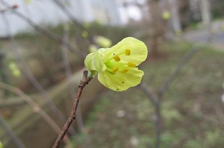 少花蜡瓣花