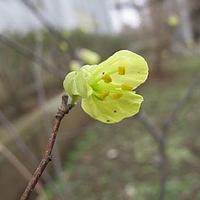 少花蜡瓣花