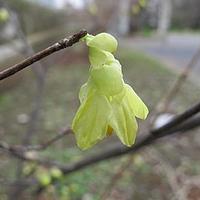 少花蜡瓣花