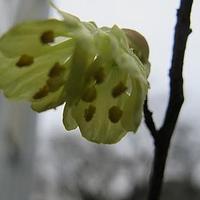 少花蜡瓣花