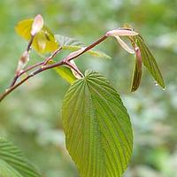 独龙江蜡瓣花