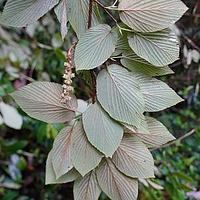 独龙江蜡瓣花