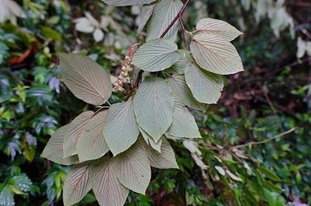 独龙江蜡瓣花