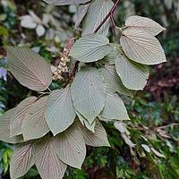 独龙江蜡瓣花