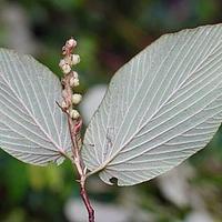 独龙江蜡瓣花