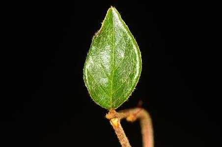 木帚栒子