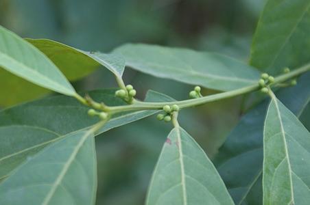 厚壳桂属