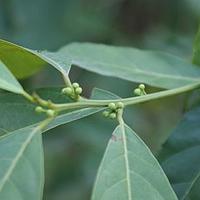 厚壳桂属