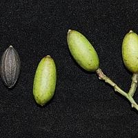 黄果厚壳桂
