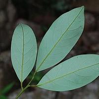 黄果厚壳桂