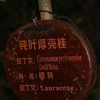 钝叶厚壳桂