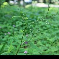 鸭儿芹