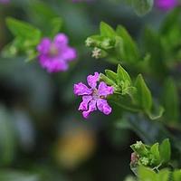 萼距花