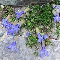 细叶蓝钟花