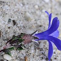 细叶蓝钟花
