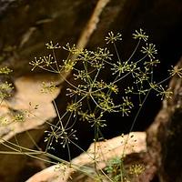 环根芹