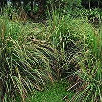 柠檬草