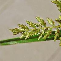具芒碎米莎草