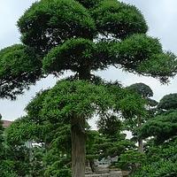 罗汉松科