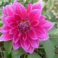 大丽花